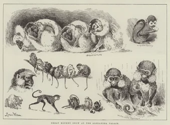 Grand spectacle de singes au palais Alexandra